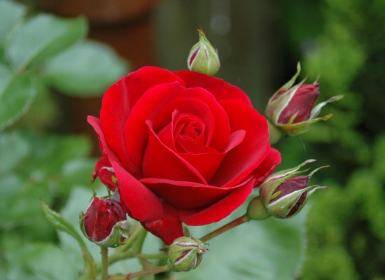 185 citate inspirationale cu trandafiri care ne onoreaza viata, frumusetea si spinii
