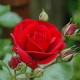 185 citate inspirationale cu trandafiri care ne onoreaza viata, frumusetea si spinii